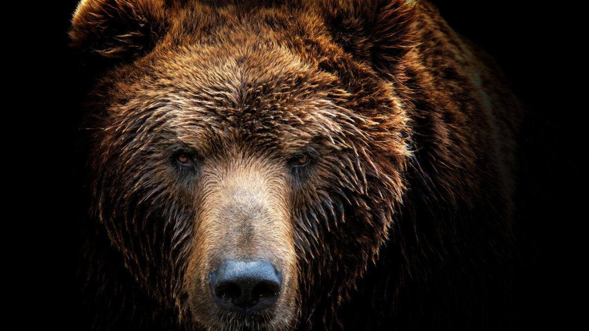 Surviving Bear Attacks: Life-Or-Death Decisions