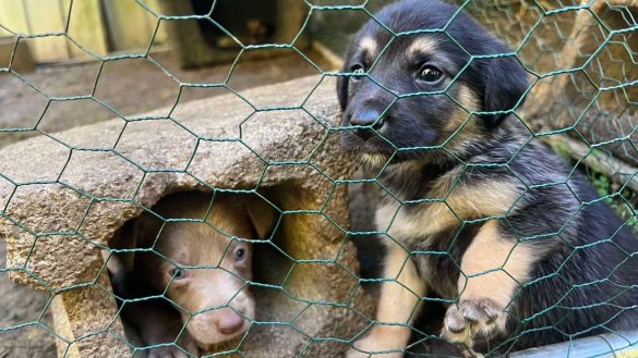 Hurricane Helene puppies paired with military veterans and first responders for new homes