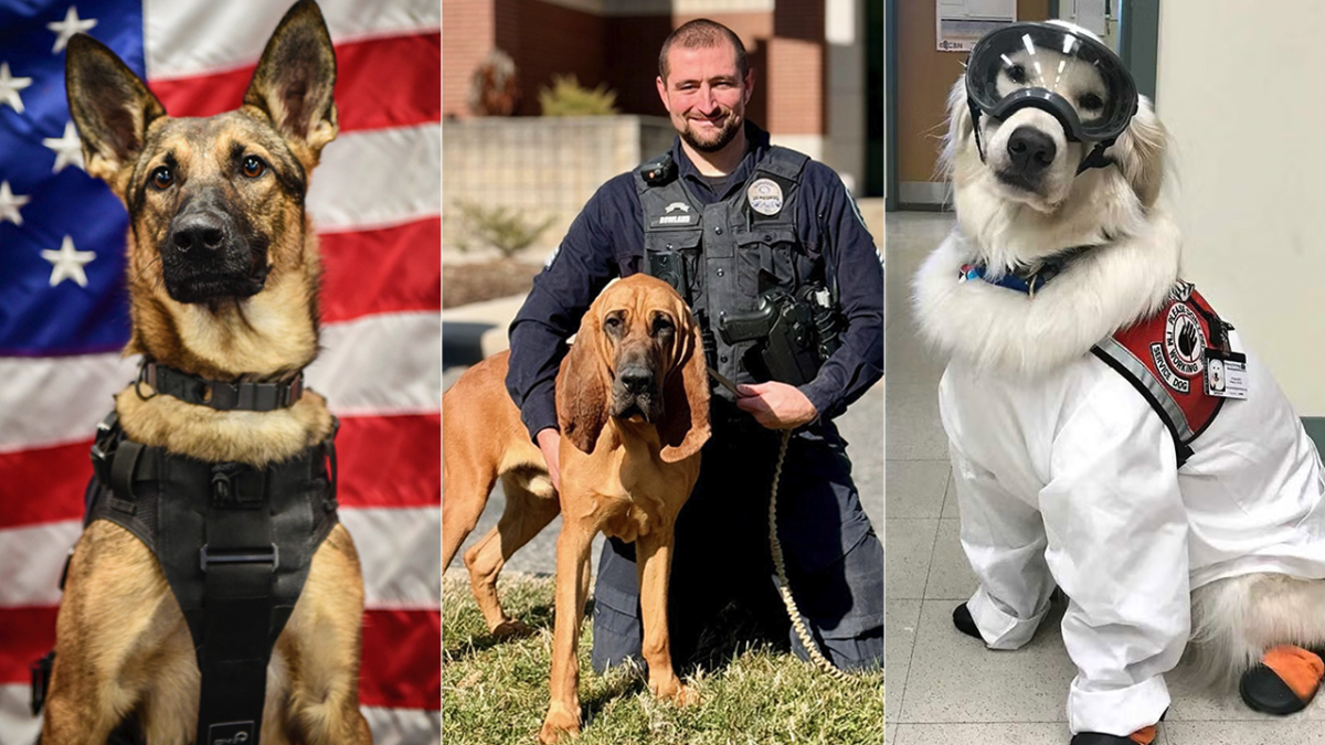 Hero dogs across the nation are nominated for award from American Humane