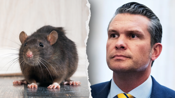 PETA thanks Trump admin for Navy ban, pushes for animal research restrictions