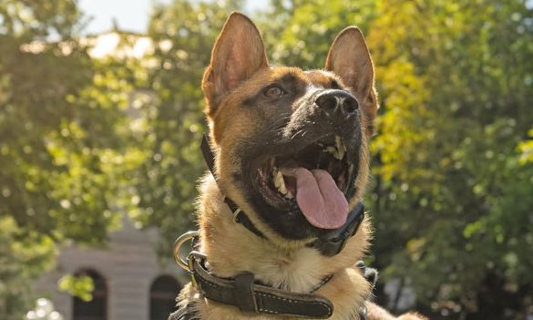 Fort Carson soldier allegedly stabs police dog during DV check