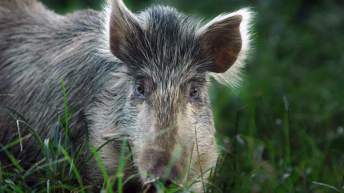 US military to stop shooting pigs and goats for medic training