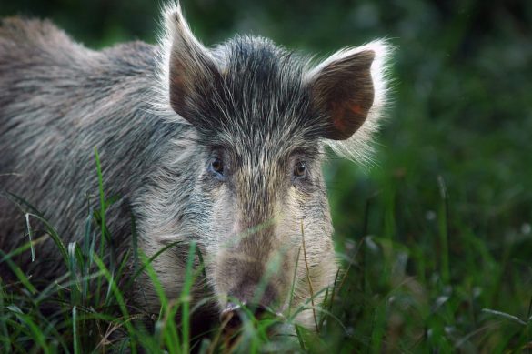 US military to stop shooting pigs and goats for medic training