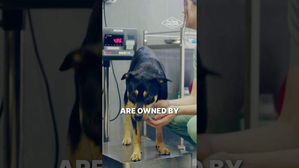 Here’s How They’re Hurting Your Pets