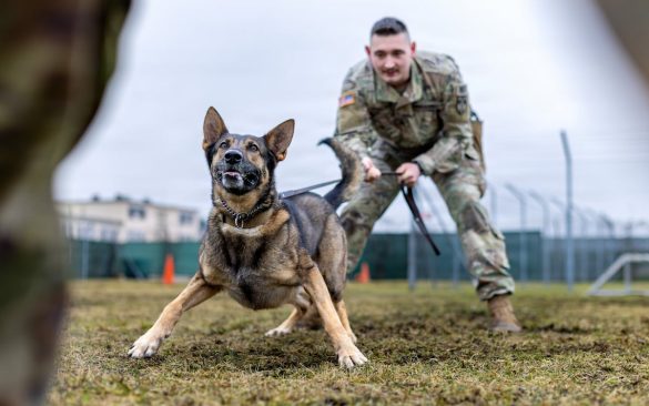 Military dogs are facing substandard conditions, leading to deaths, report finds