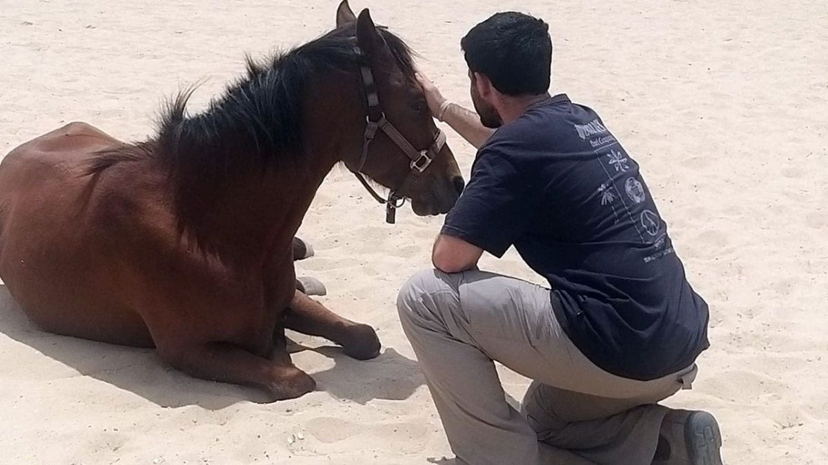Israeli PTSD program uses horses to treat October 7 trauma survivors