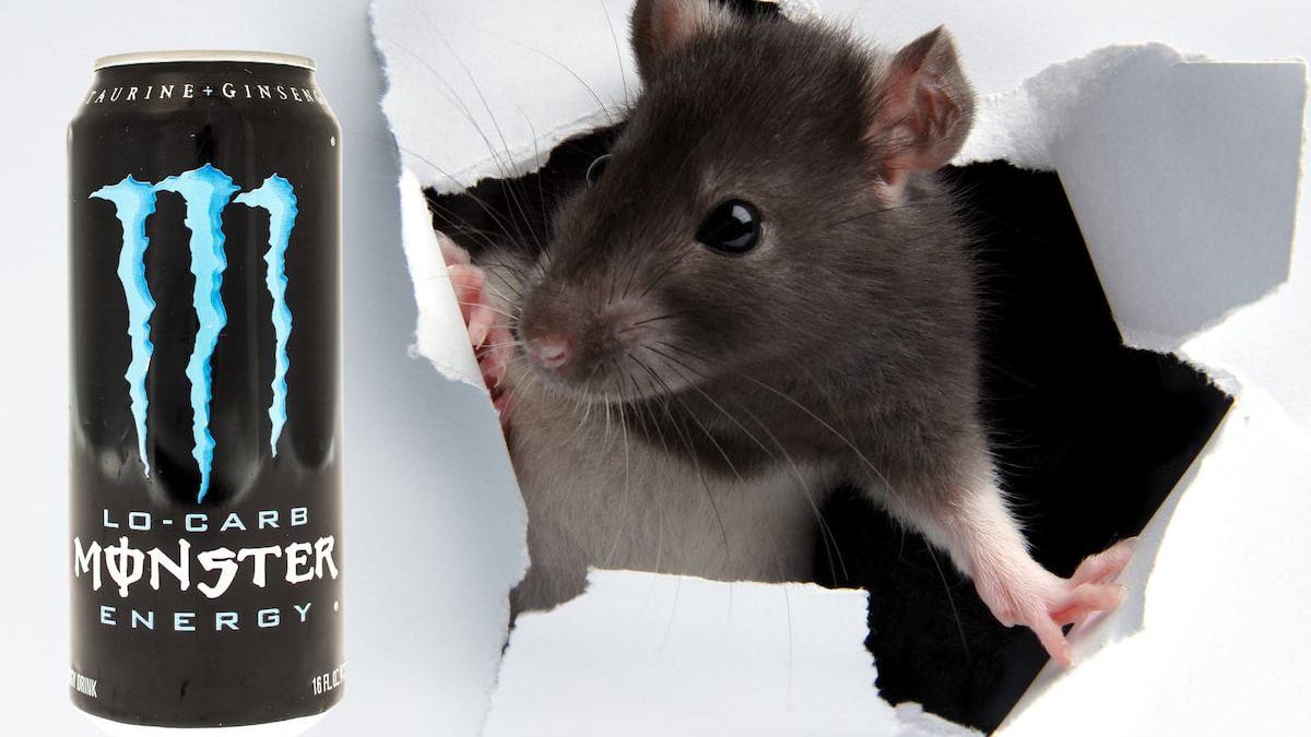 Sailor reportedly finds dead rat in finished energy drink