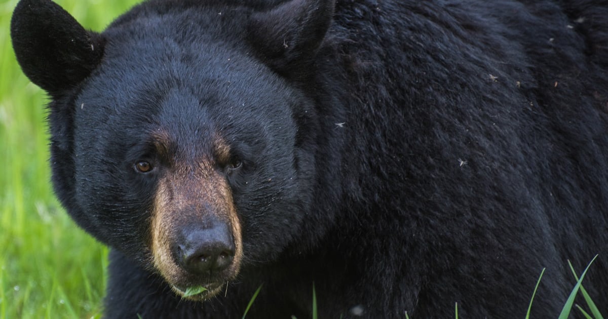 Two soldiers injured in bear encounter in Alaska