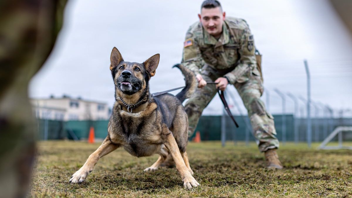 The Pentagon wants to improve medical care for wounded military dogs
