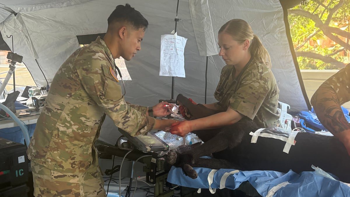 US Army integrates veterinarians into human combat care