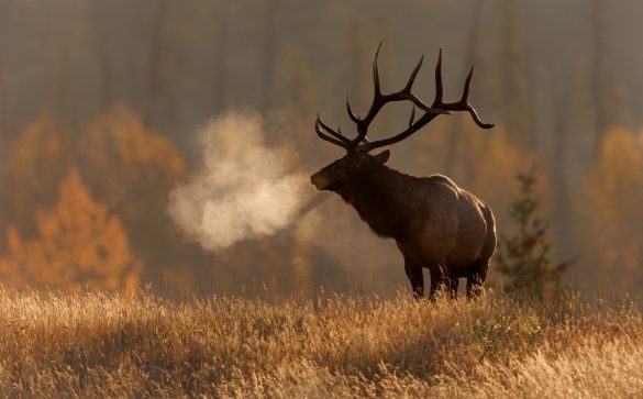 Best Rifle for Elk Hunting