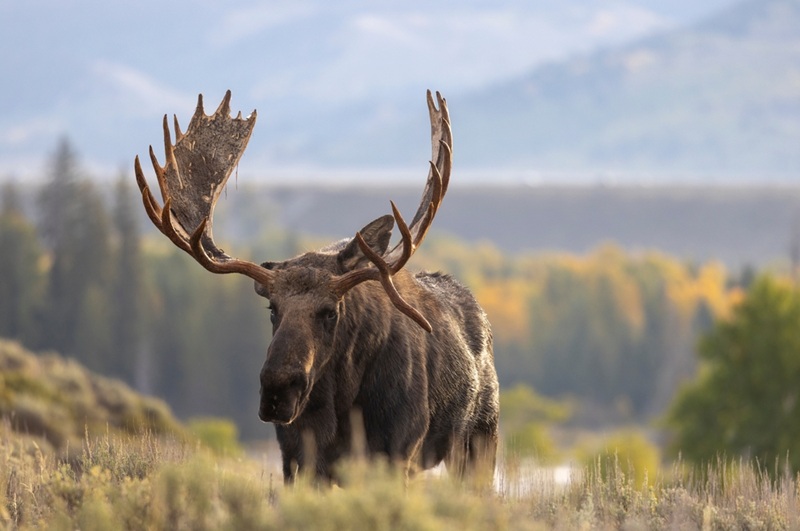 Best Rifle for Moose Hunting