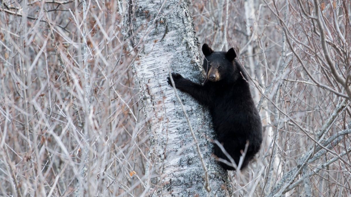 The Alaskan bear necessities: One commissary peach