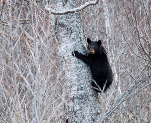 The Alaskan bear necessities: One commissary peach