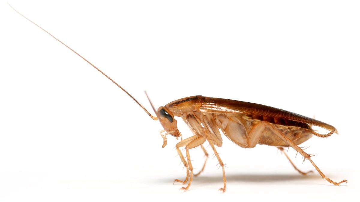 Roaches descend on US Army dining facility, viral video appears to show