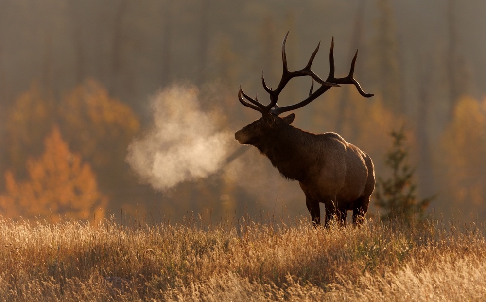 Best Rifle for Elk Hunting