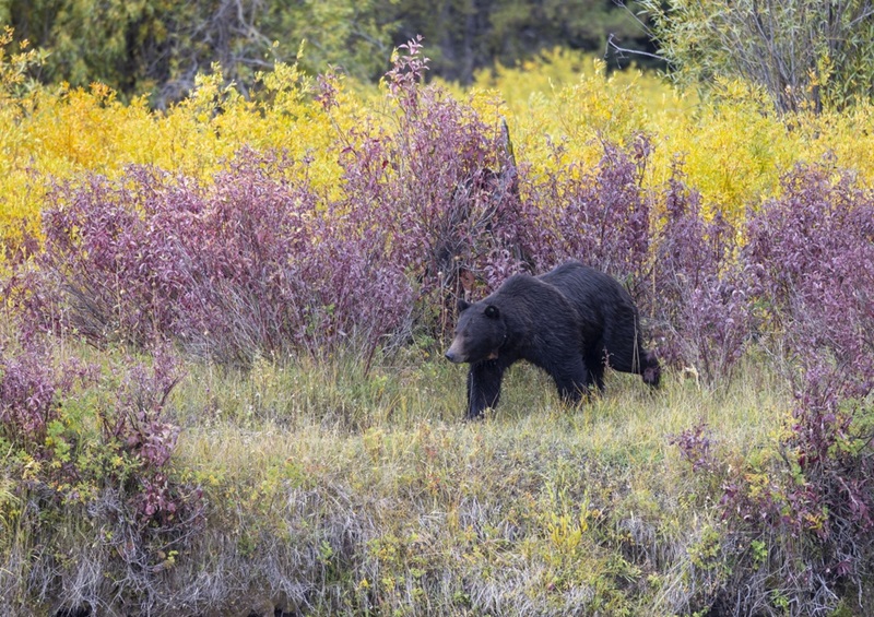 Best Rifle for Bear Hunting